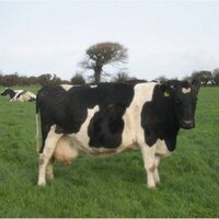 Denis Finnegan (@lee_valley_farm) 's Twitter Profile Photo Denis Finnegan (@lee_valley_farm) 's Twitter Profile Photo