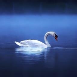 SwanNakatuRIver's profile picture. 