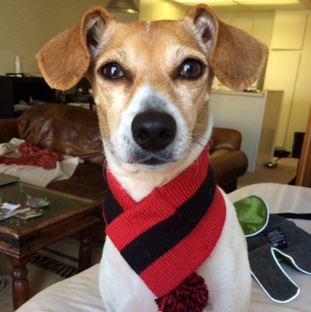 I work hard so my dog can have a better life.