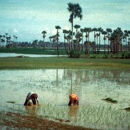 retnuh2's profile picture. News about agriculture and food security in Cambodia