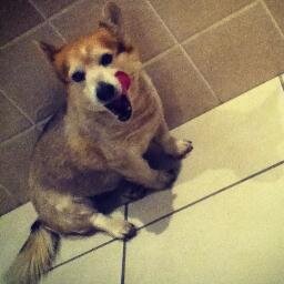RIP Sisqo. 15 years old. 01.12.2015.