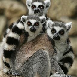 We are a Y3 class who love learning! We aim to make every day  Lemurtastic!