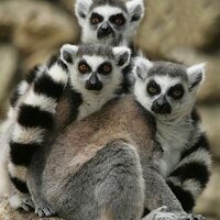 Lemursclass (@lemursclass) 's Twitter Profile