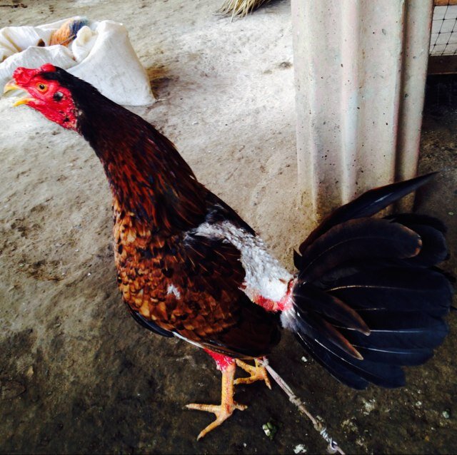 Me someto a la cria de gallos finos de la manera antigua. ( que la gallina crie a sus pollos en el monte) cordobes orgulloso de los lisos.