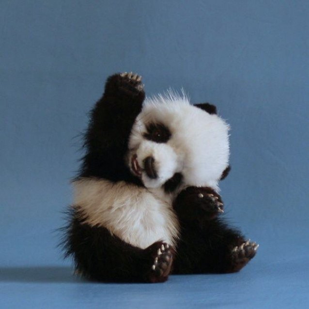 bajanpanda's profile picture. Panda, love, and life