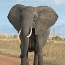 Barb Peterson - @K2love_eles - Twitter