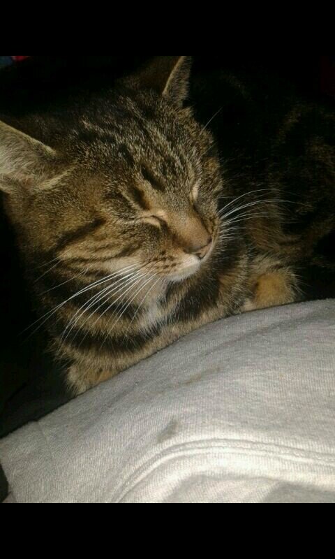 miauw , ik ben een hele coele poes dus je moet me volgen anders ga ik je krabben RAAAWR :) . groetjes @ikbenerin