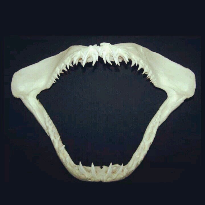 TEAMFISHONTX's profile picture. A team of hardcore true fishermen! Fish on !!