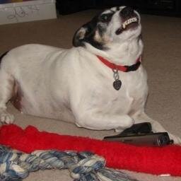 Analyst, dog lover, gun toting grandma and former real estate agent 👵 MAGA