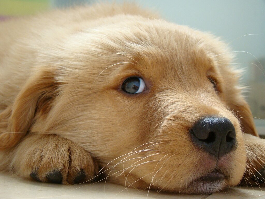Posting the cutest animals on the internet!