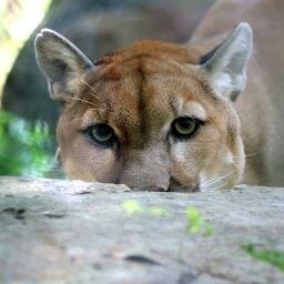 MAB_Pittsboro's profile picture. We work with cats. Yo.