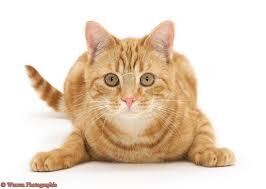 Peter0Hwang's profile picture. 