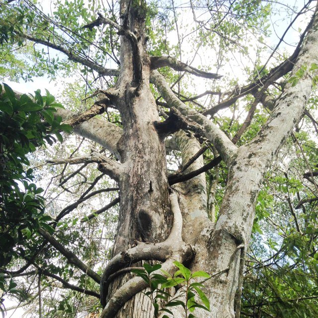 Just some nice tree pics (theres a tree for everyone hehe) #tree #leaf #green #nature #life #living #treesnotknees [not all photos are mine] Happy Adventuring