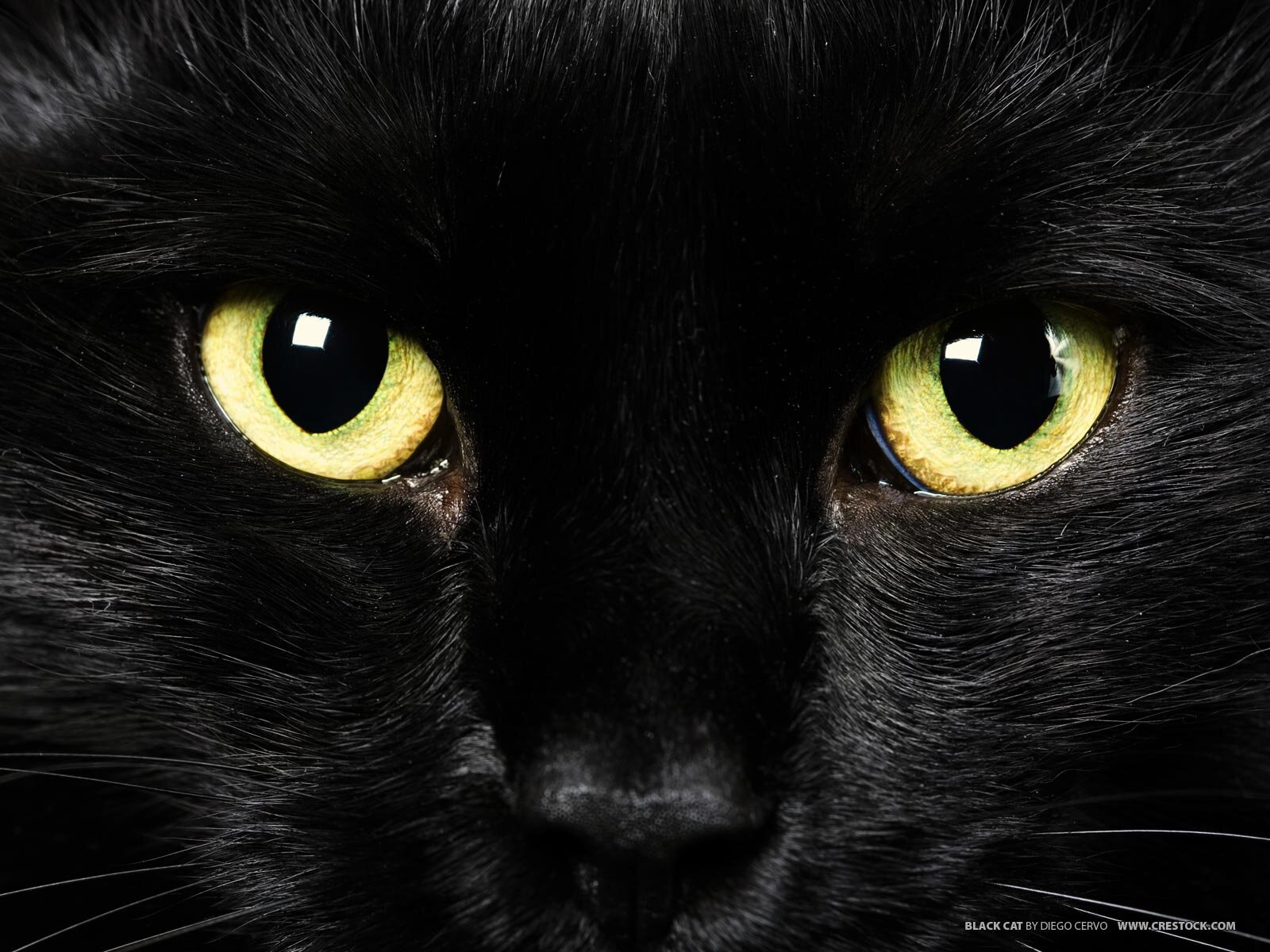 black cat reincarnated