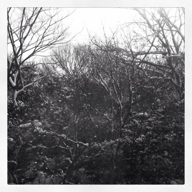 Yamayosizoen's profile picture. 愛知の植木屋です。