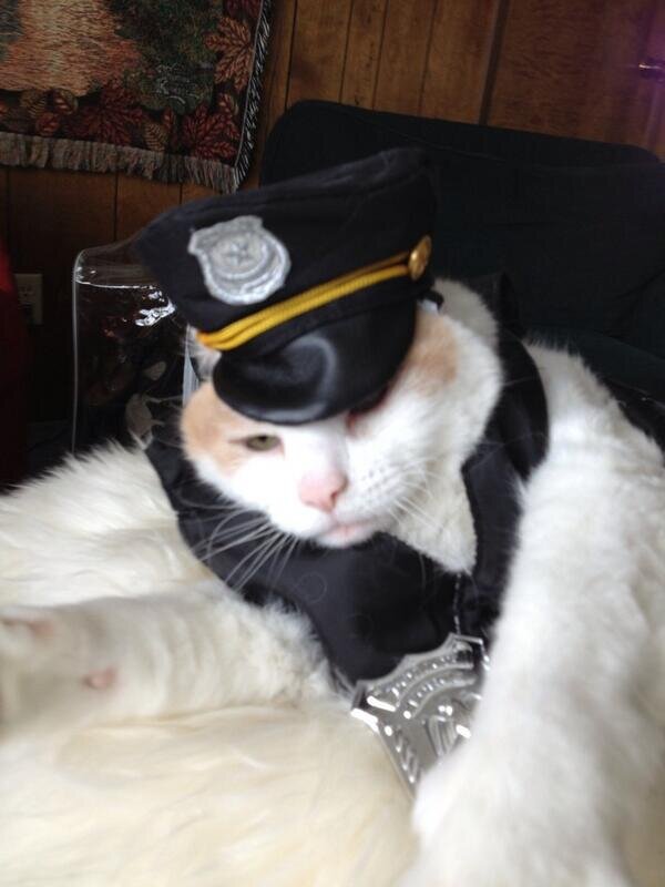 I'll taze ur fukin grandma i aint scared