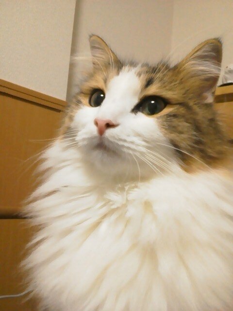 🐱🌸12歳のノルウェージャンフォレストキャット(ティアス)がいます。いろんな猫さん見たくて彷徨ってます。
可愛い猫さん達、無言でフォローしてごめんなさい
10年以上経ってますが、全然使いこなせてません💧
こんな感じですがよろしくお願いします。
モータースポーツ/猫/動物