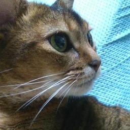 テンさんのプロフィール画像