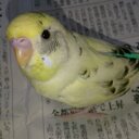 CHIKAGE (@08080511Sayaka) Twitter