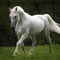 my name is Shadowfawkes and im in love with Epona we bot were rescued by @link1234