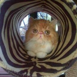 Tanggung Jawab itu harus # Suka Banget Kucing