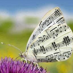 BusschePetra's profile picture. 