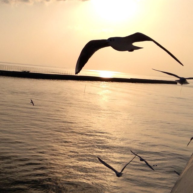 junya54481851's profile picture. 