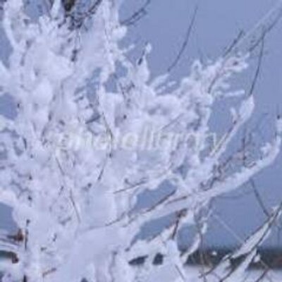 コードネーム綿雪 Watayukidayo Twitter