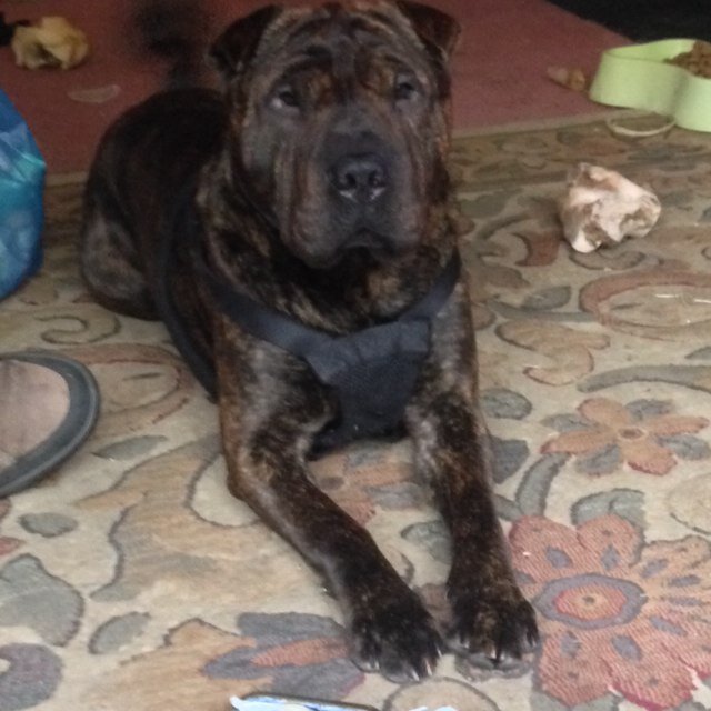 Dog lover,down on my luck
Peace and good wishes,i do hate junkies and woman beaters!!