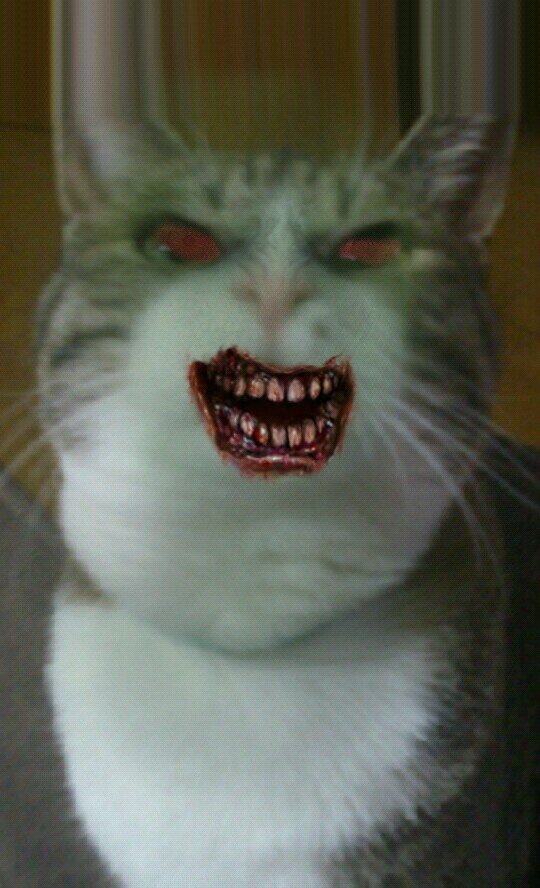 みーたそは我が家の猫の名前ー(*´ω｀*)