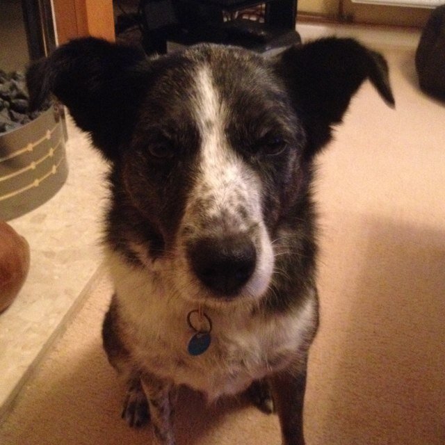 Hi, i'm Bluebell the dog, i'm 10 years old and a bluemerle collie cross! I love running along beaches and chasing seagulls! Follow me,I follow you back :)