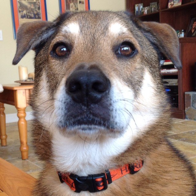 Watchdog