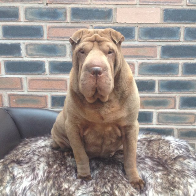 Slumber_Cookie's profile picture. I'm Cookie the star of Slumber and Sloan a beloved pet, I like lazy days chilling on my customised bed that created the inspiration for Slumber and Sloan