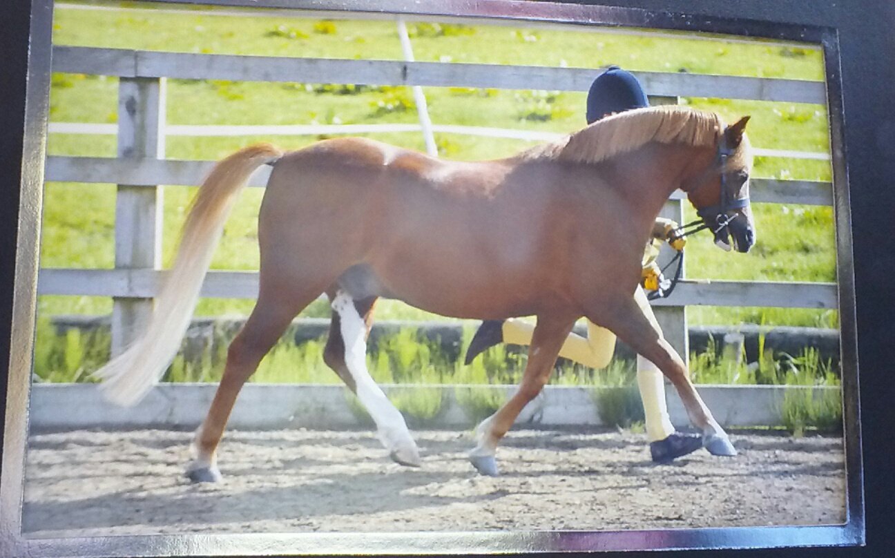 PaigeSellers13's profile picture. 