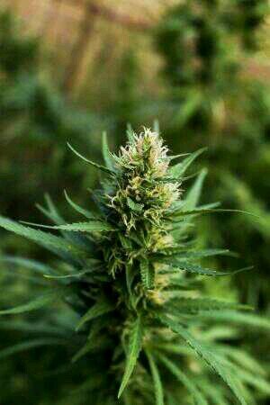 Me gusta el futbol,los coches,las chicas y sobre todo la marihuana! SMOKE WEED SIEMPRE