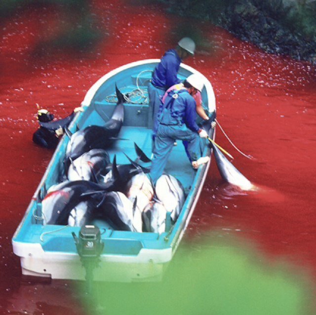 Fighting to end the cruel dolphin slaughter in Taiji, Japan.
Fight for the voiceless. Be their voice. #tweet4taiji #thecove #opkillingbay #shuttaijidown