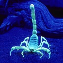 theUVindex's profile picture. REVEALING A LESS VISIBLE SPECTRUM