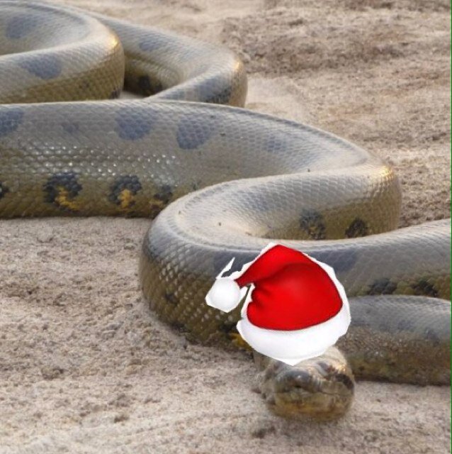 2 glam anaconda