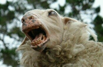 Crazy Sheep Crazy Sheep