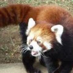 TV大好き(-^〇^-)　好きな植物　イヌノフグリ　　
好きな食べ物オムライス