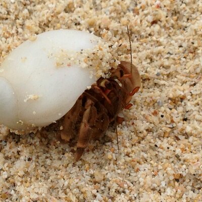 まつばら