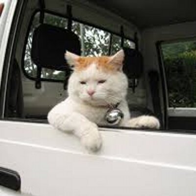 猫 大喜利 Ipponグランプリ Nekooogiri Twitter