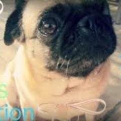 Just a pug, I live with Felix, Marzia and Edgar. They call me Jabba the hut. Felix and I share the fabulousness.