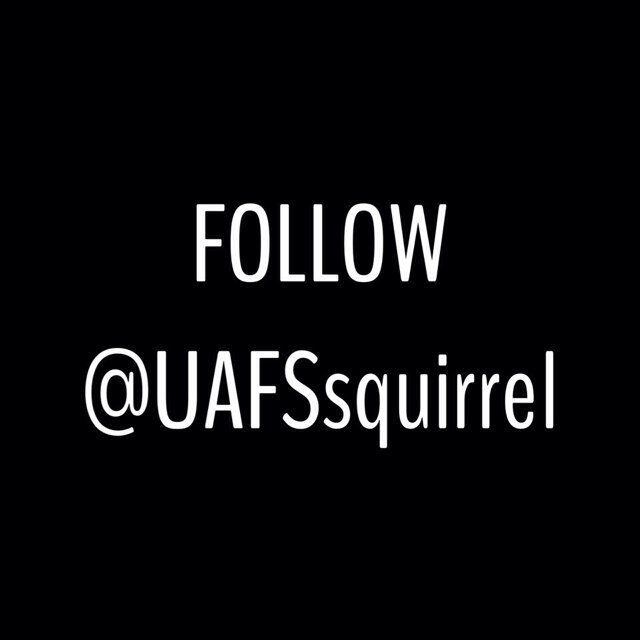 Sometimes squirrels make mistakes. Even handsome, intelligent, and witty squirrels such as myself. I forgot the password to this account so I made @UAFSsquirrel