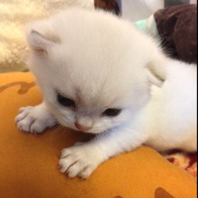 Фонд помощи бездомным животным / Британские кошки и котята/ British cats and kittens / группа в контакте, страницы на facebook https://t.co/u1iDzzVz6b