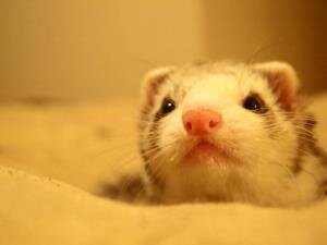 Yapkahao's profile picture. I LOVE  ROBLOX !!!!!!!!!!!!!!!!!!!!!!!!!!!!!!!!!!!!!!!!!!!!!!!!!!!!!!!!!!!!!!!!!!!!!!!!!!!!!!!!!!!!!!!!!!!!!!!!!!!!!!!!!!!!!!!!!!!!!!!!!!!!!!!!!!!!!! -Evildomo9