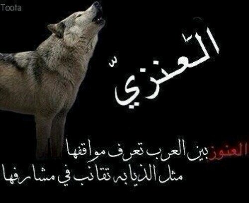 : العنوز كنوز ولاتهون القبايل..  حنى بني وايل على الموت ماشين..  صغيرنا لاقام يفعل فعايل..  فوق المراجل كل ابونا سلاطين...بقلمي