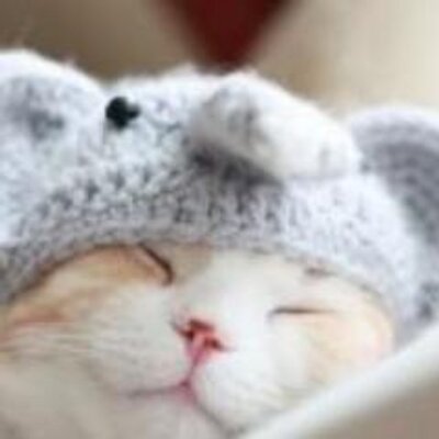 癒しのねこ Iyasinekodd Twitter 癒しのねこ Iyasinekodd Twitter