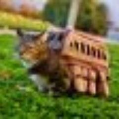 nekoganba's profile picture. 【限定】癒されたい人だけRT♪　癒すためだけに私はうまれてきました。