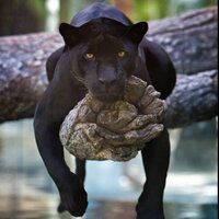 Corina G.P. (@eucaeu) Twitter profile photo